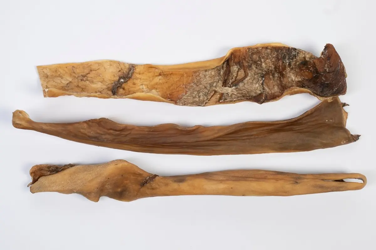 Hirsch-Kopfhaut natur ca. 30-35 cm europäisch – für Hunde mit Wild, natureDOGproducts