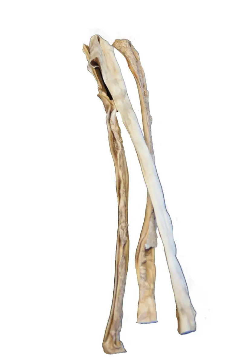 Rinder-Kopfhaut Stangen ca. 75 cm – für Hunde mit Rind, natureDOGproducts